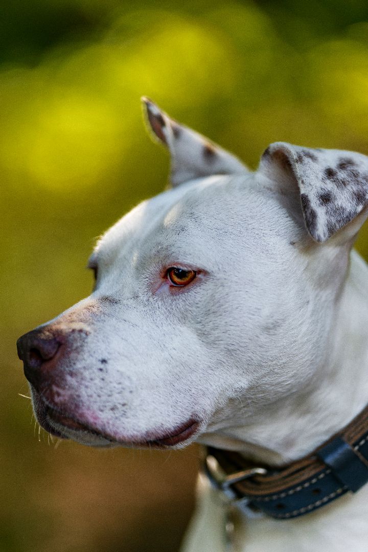 Elsa, an adoptable American Staffordshire Terrier, American Bulldog in Madison, WI, 53704 | Photo Image 5