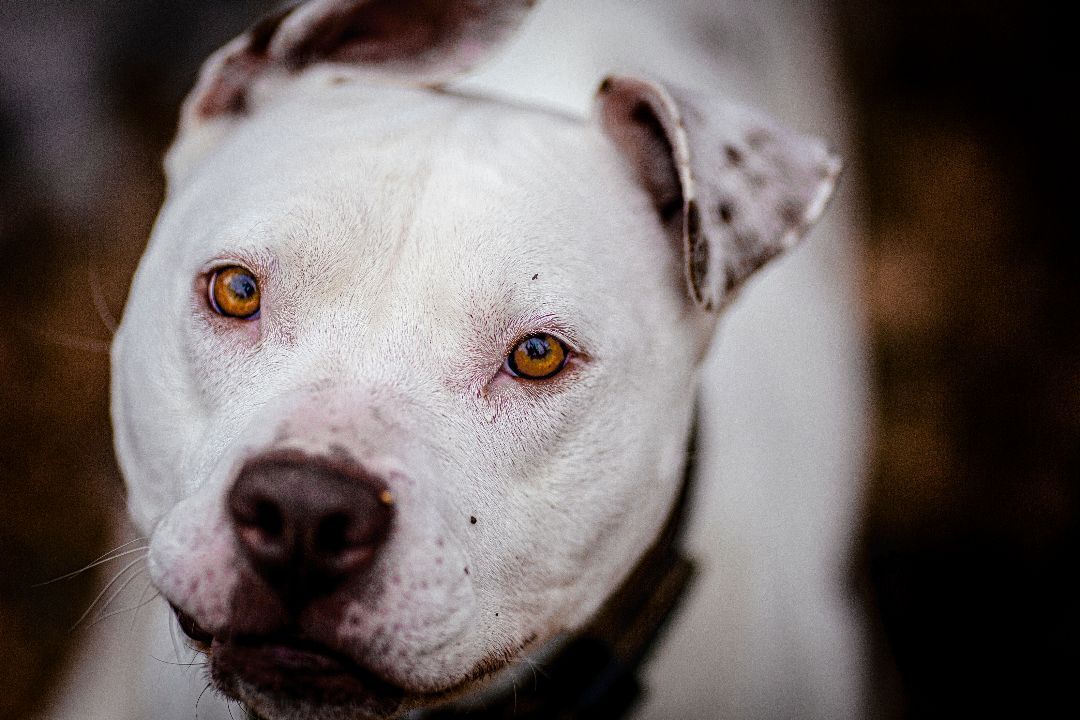 Elsa, an adoptable American Staffordshire Terrier, American Bulldog in Madison, WI, 53704 | Photo Image 6