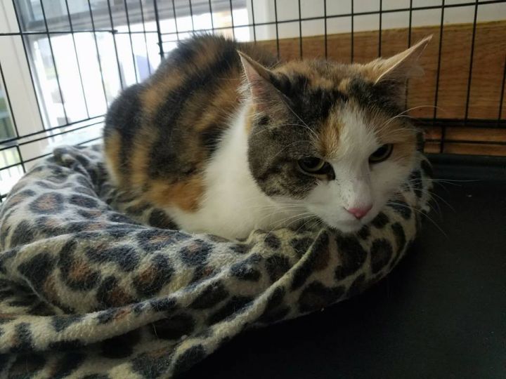 Shayla, an adoptable Calico & Domestic Short Hair Mix in North Myrtle Beach, SC_image-2