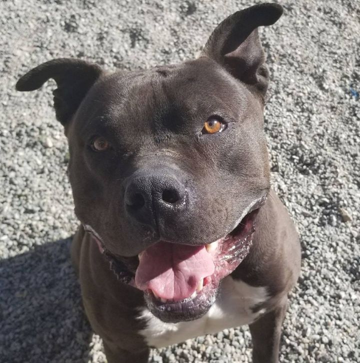 Dog For Adoption Monkey Oc A Mastiff American Bulldog Mix In San Clemente Ca Petfinder