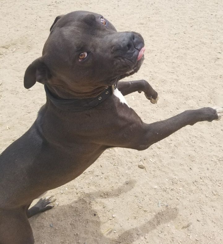 Dog For Adoption Monkey Oc A Mastiff American Bulldog Mix In San Clemente Ca Petfinder