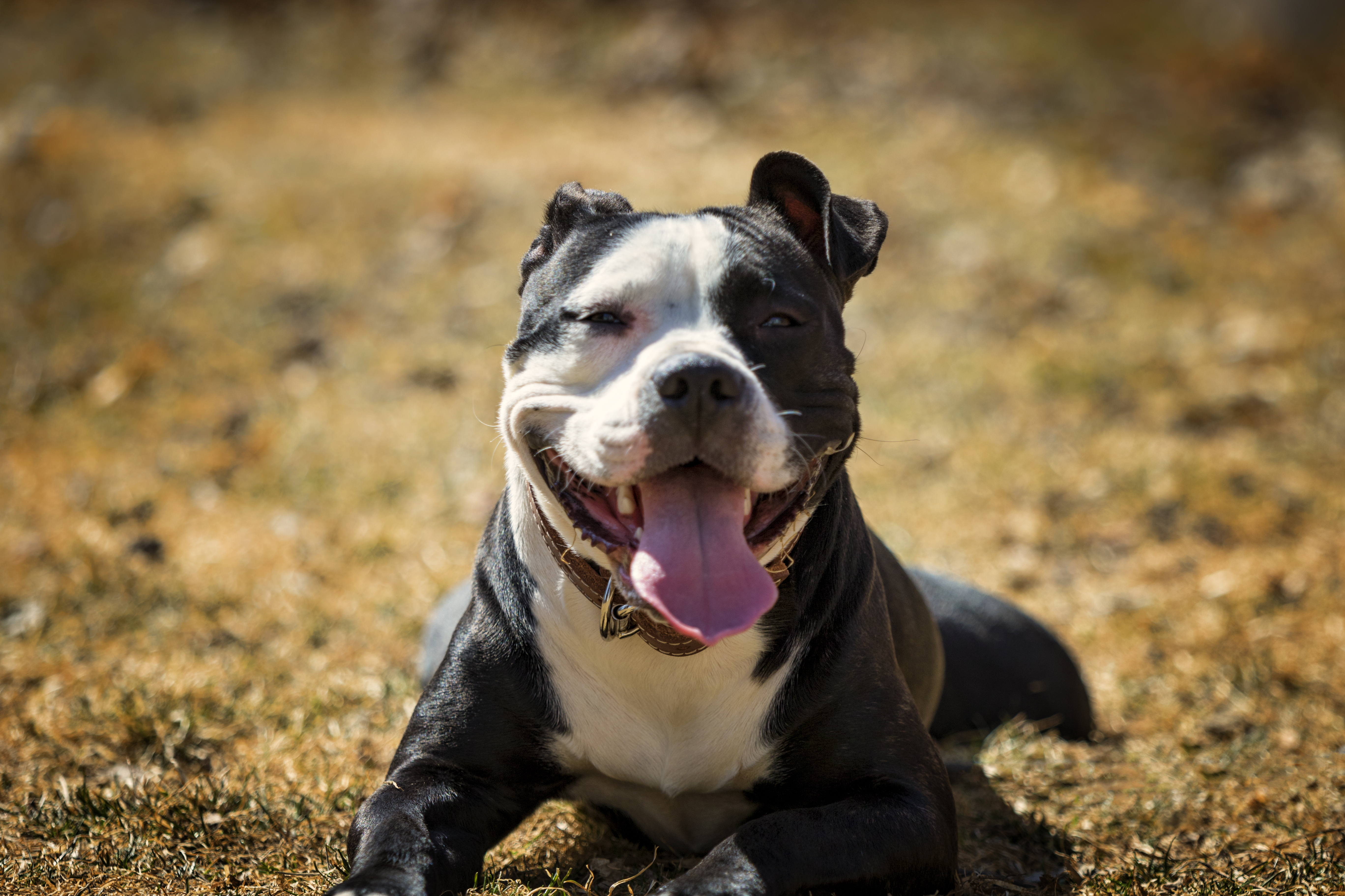 Anna, an adoptable American Staffordshire Terrier, Labrador Retriever in Madison, WI, 53704 | Photo Image 2