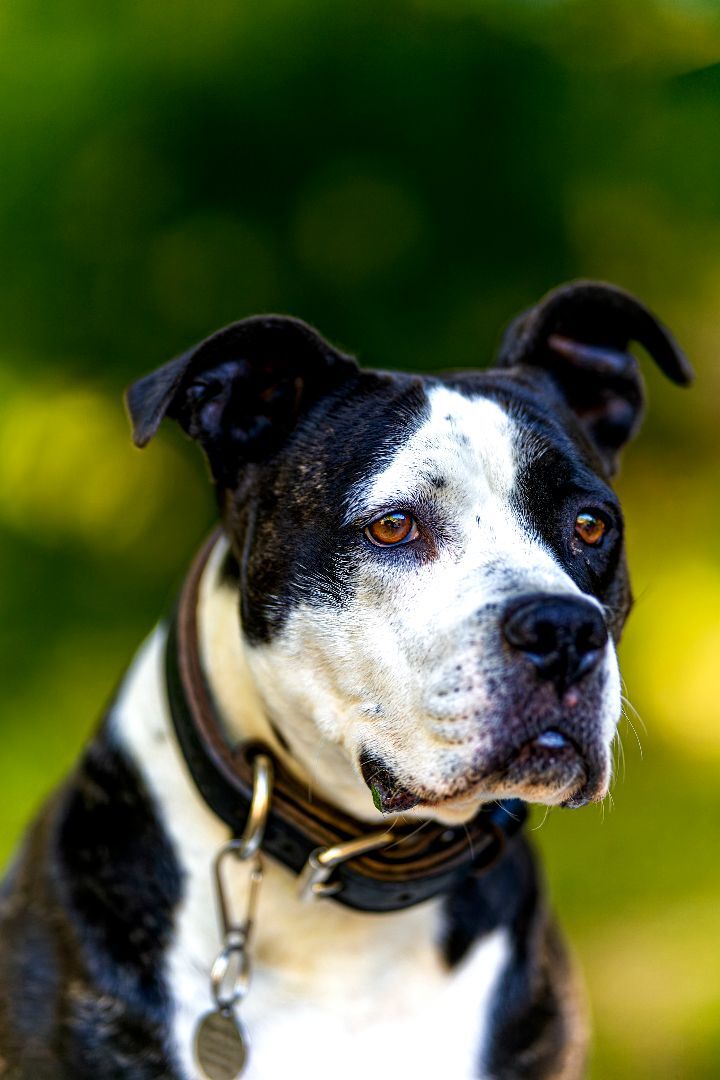 Anna, an adoptable American Staffordshire Terrier, Labrador Retriever in Madison, WI, 53704 | Photo Image 1