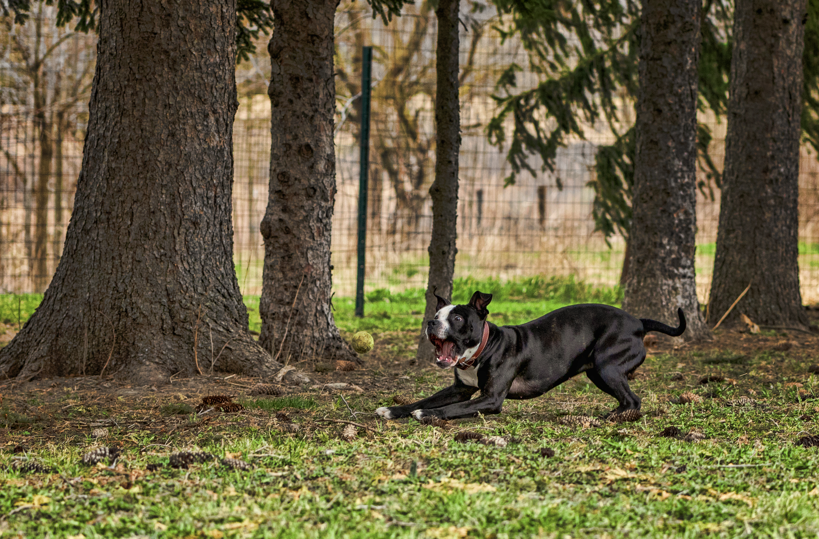 Anna, an adoptable American Staffordshire Terrier, Labrador Retriever in Madison, WI, 53704 | Photo Image 3