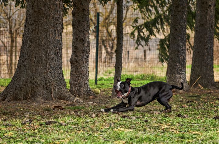 Anna, an adoptable American Staffordshire Terrier & Labrador Retriever Mix in Madison, WI_image-3