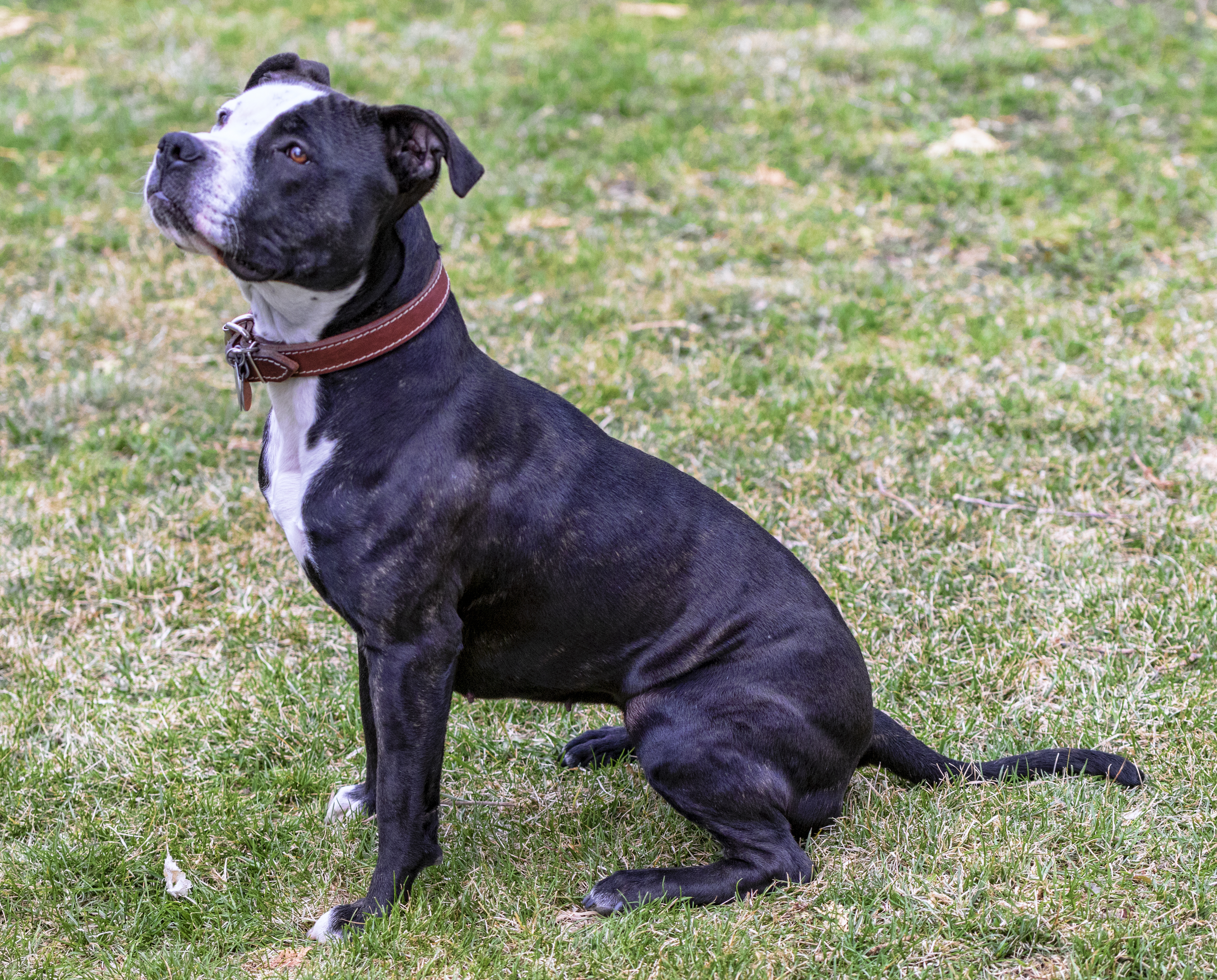 Anna, an adoptable American Staffordshire Terrier, Labrador Retriever in Madison, WI, 53704 | Photo Image 4