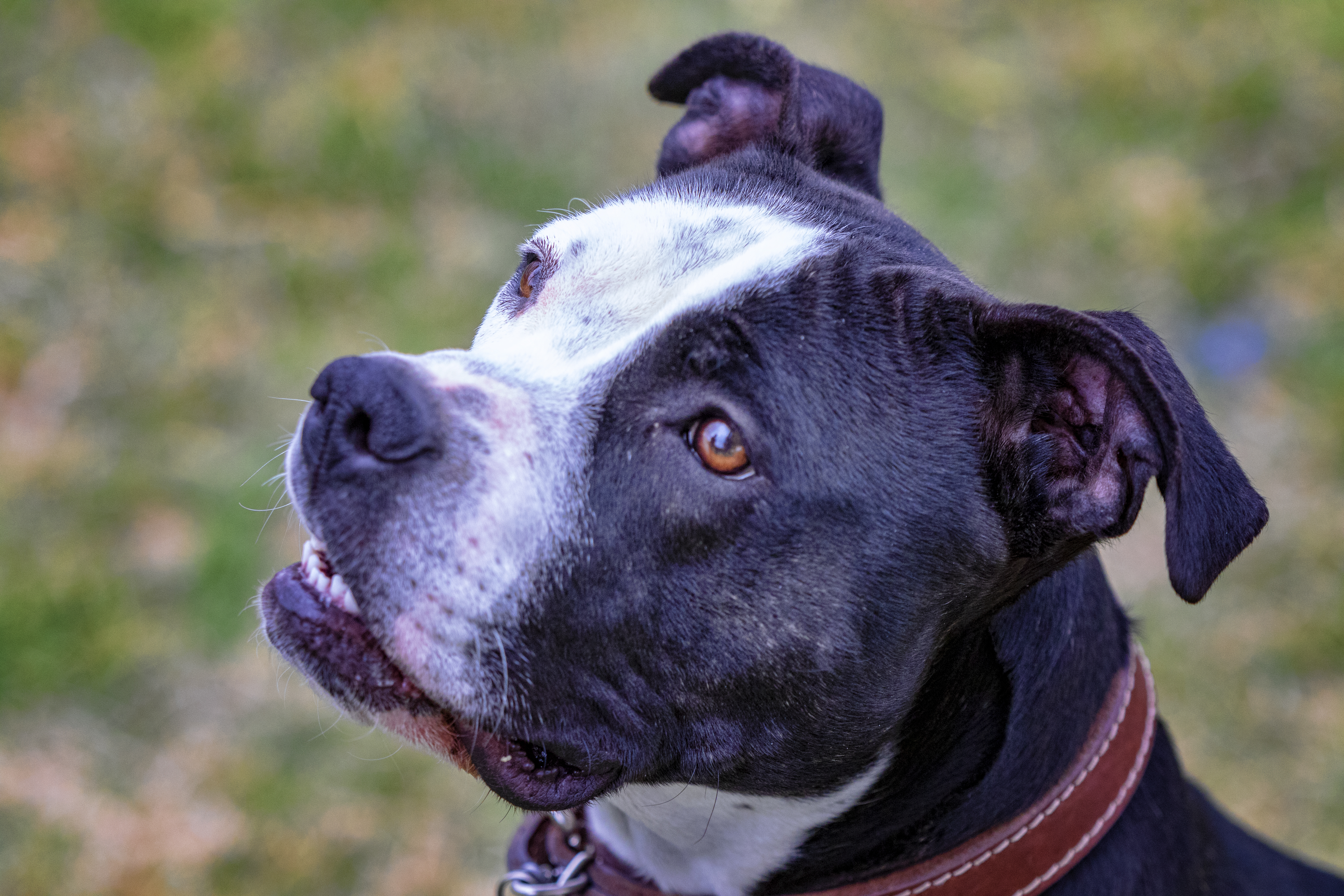 Anna, an adoptable American Staffordshire Terrier, Labrador Retriever in Madison, WI, 53704 | Photo Image 5