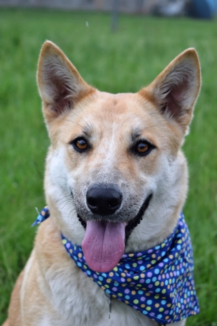 Breanna, an adoptable Shepherd in Helena, AL, 35080 | Photo Image 3