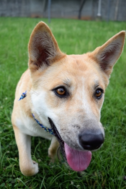 Breanna, an adoptable Shepherd in Helena, AL, 35080 | Photo Image 4