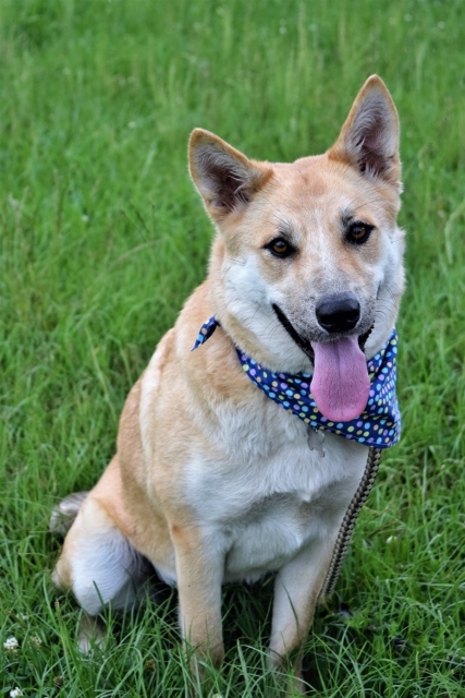 Breanna, an adoptable Shepherd in Helena, AL, 35080 | Photo Image 5