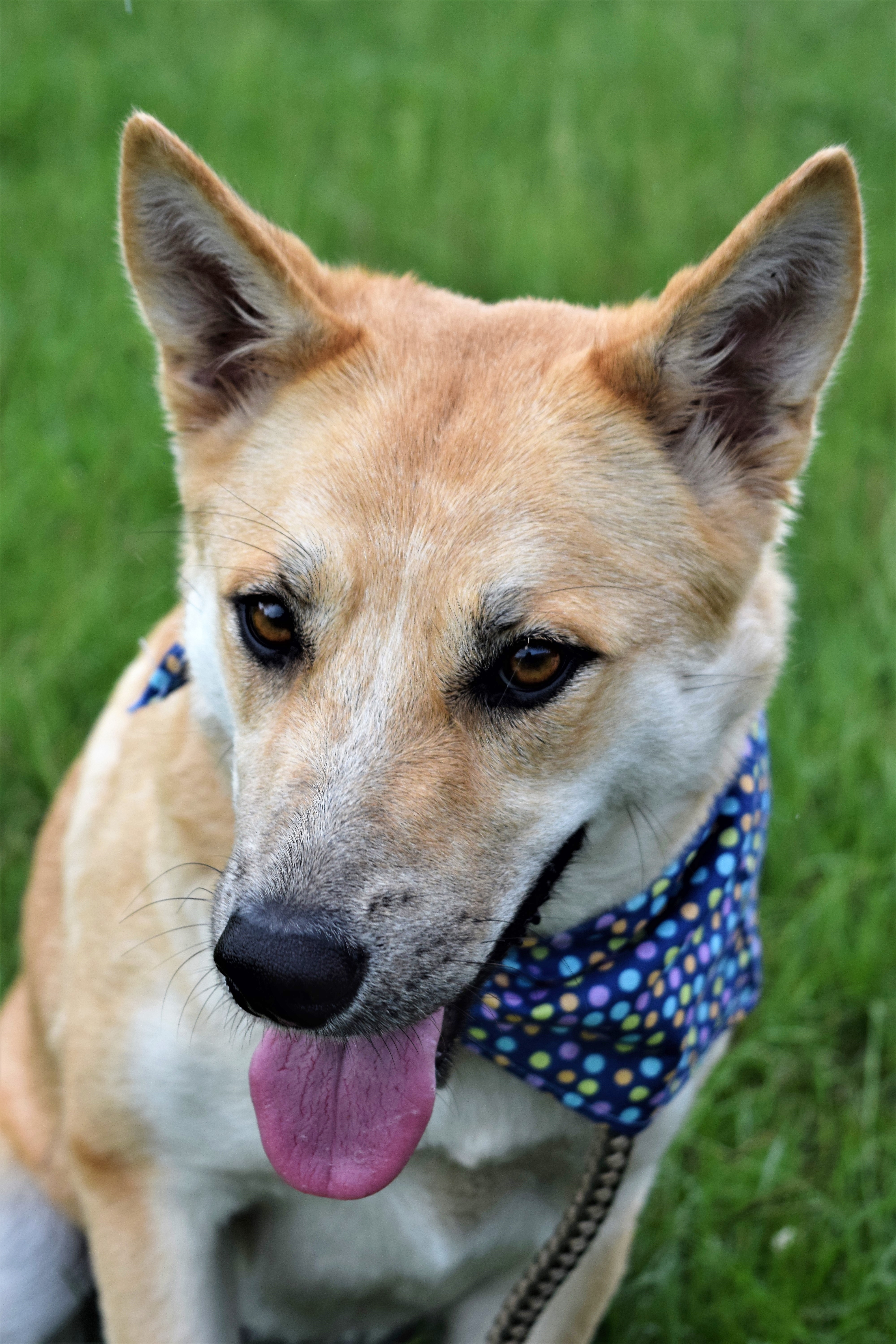 Breanna, an adoptable Shepherd in Helena, AL, 35080 | Photo Image 6