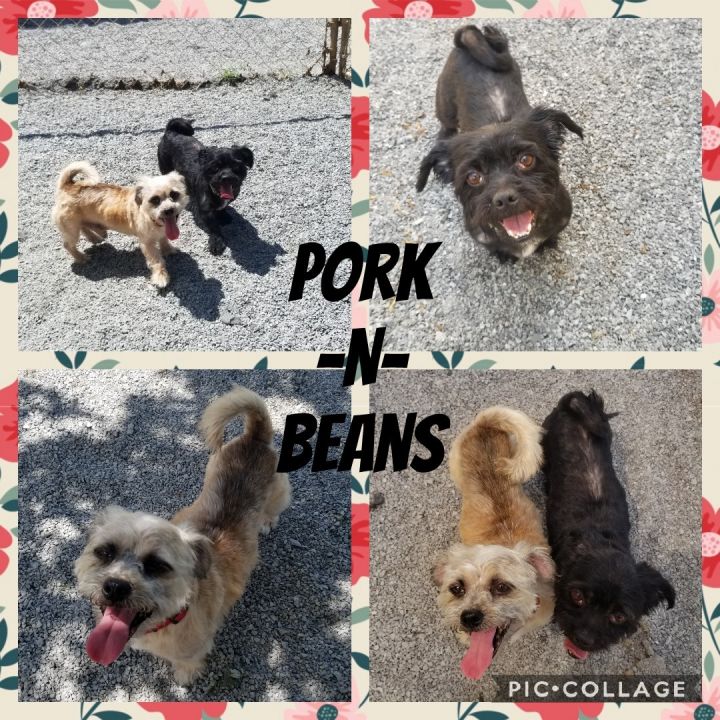 Pork-N-Beans 6