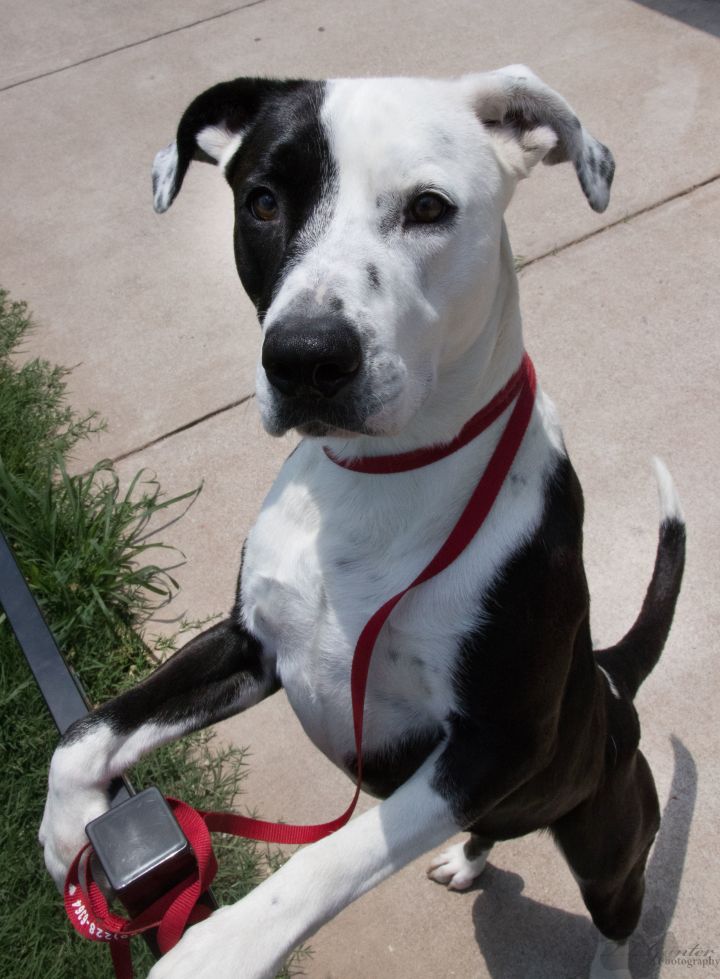 79+ Black And White Border Collie Boxer Mix l2sanpiero