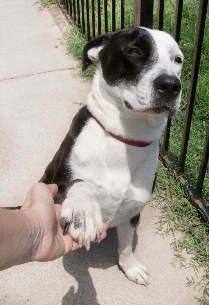 55+ Full Grown Border Collie Boxer Mix l2sanpiero