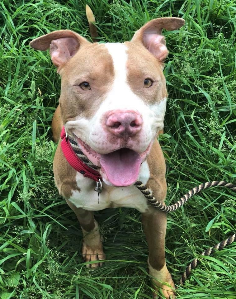 Bjorn, an adoptable Terrier in Macomb, MI, 48042 | Photo Image 1