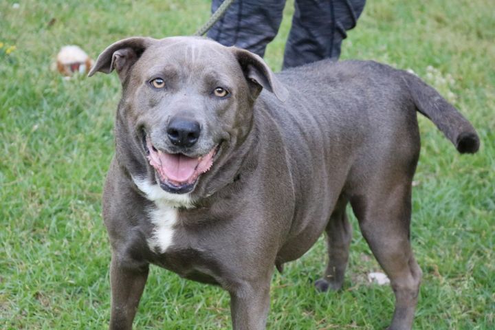 Weimaraner mixed best sale with lab