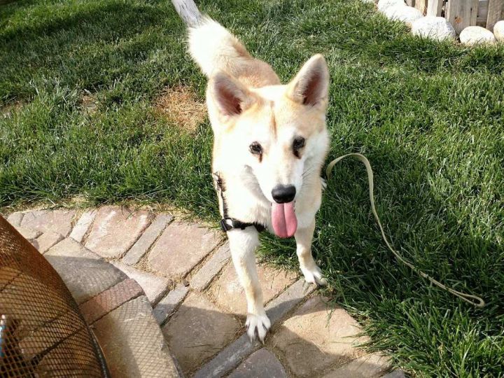 Dog For Adoption Lloyd A Shiba Inu In Chicago Il Petfinder