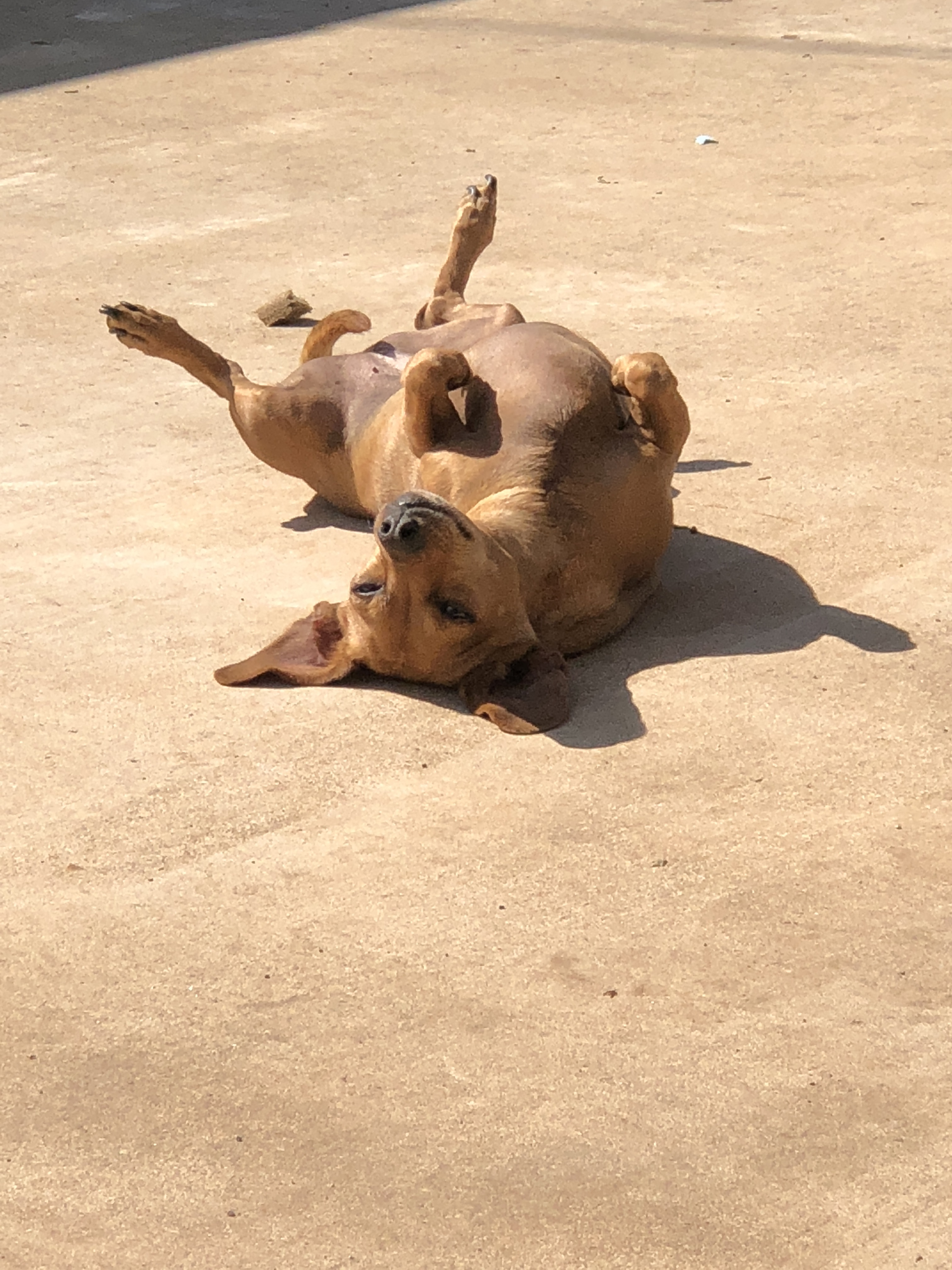 Dolly (sanctuary only), an adoptable Dachshund, Chihuahua in Chickasha, OK, 73018 | Photo Image 1