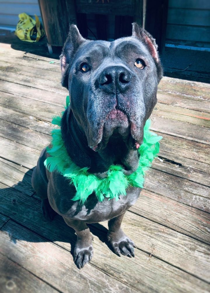 Dog For Adoption Prada A Cane Corso In Blacksburg Va