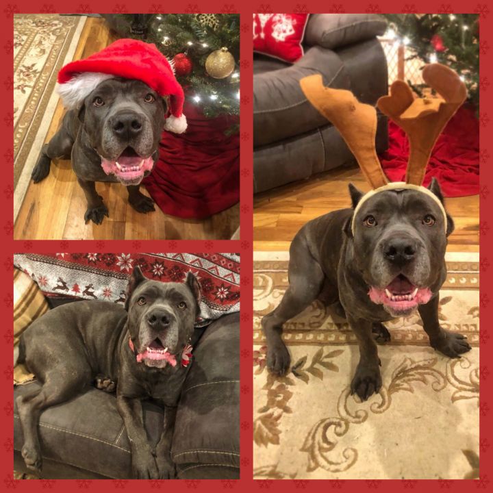 Dog For Adoption Prada A Cane Corso In Blacksburg Va