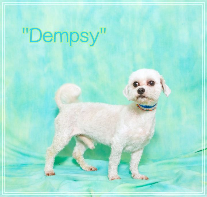Dempsey 1