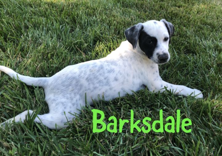 Barksdale 5