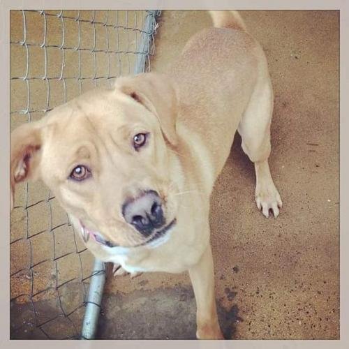 Lola, an adoptable Retriever Mix in Staley, NC_image-1