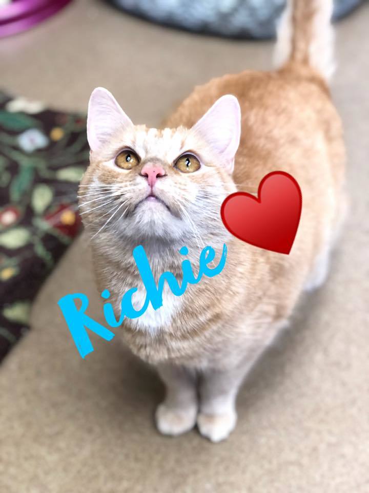 Richie! Colony Cat! 1