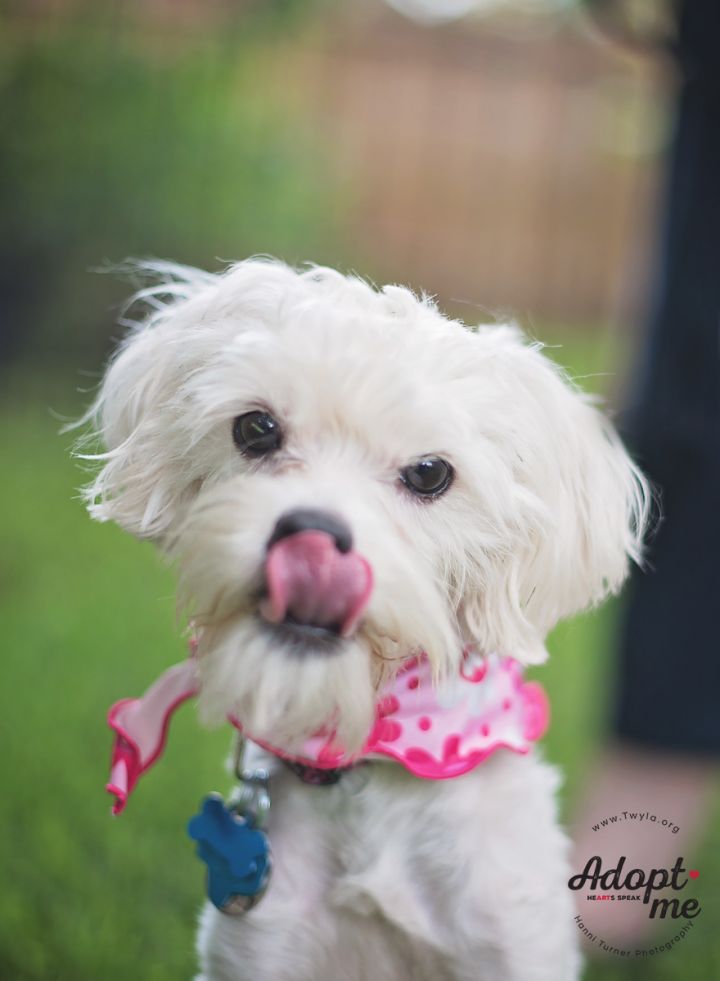 Adele, an adopted Poodle & Schnauzer Mix in Kingwood, TX_image-1
