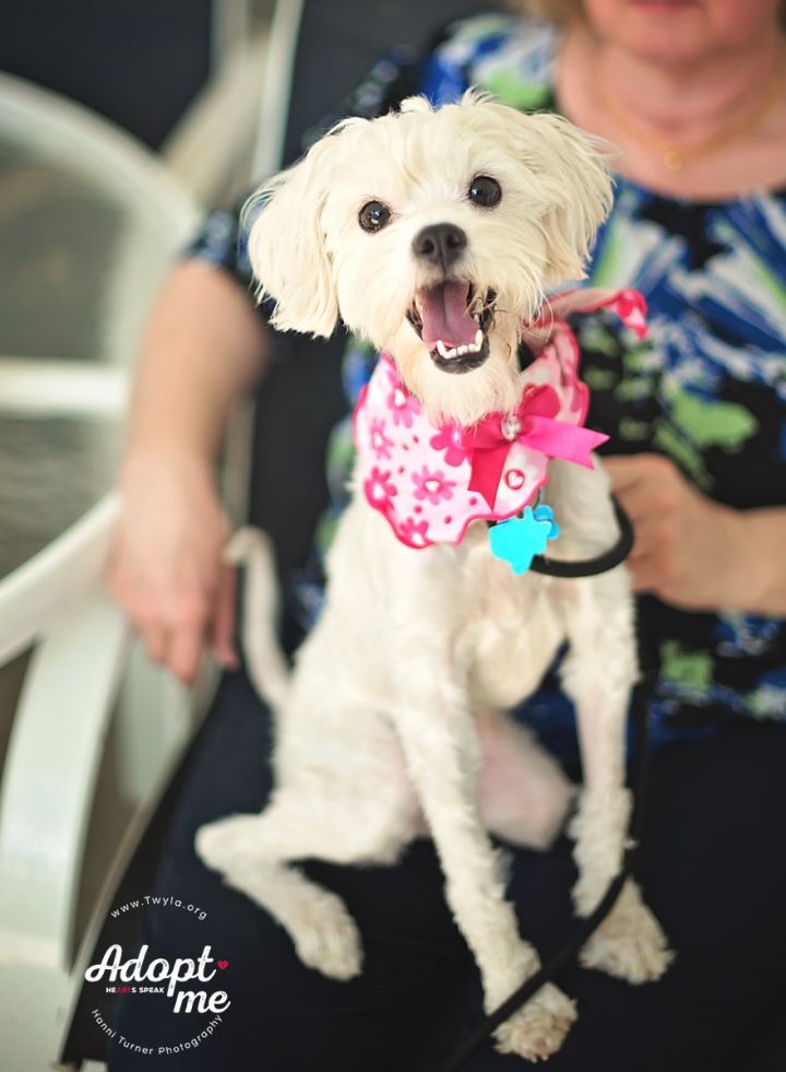 Adele, an adopted Poodle & Schnauzer Mix in Kingwood, TX_image-6