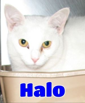#4412 Halo - sponsored