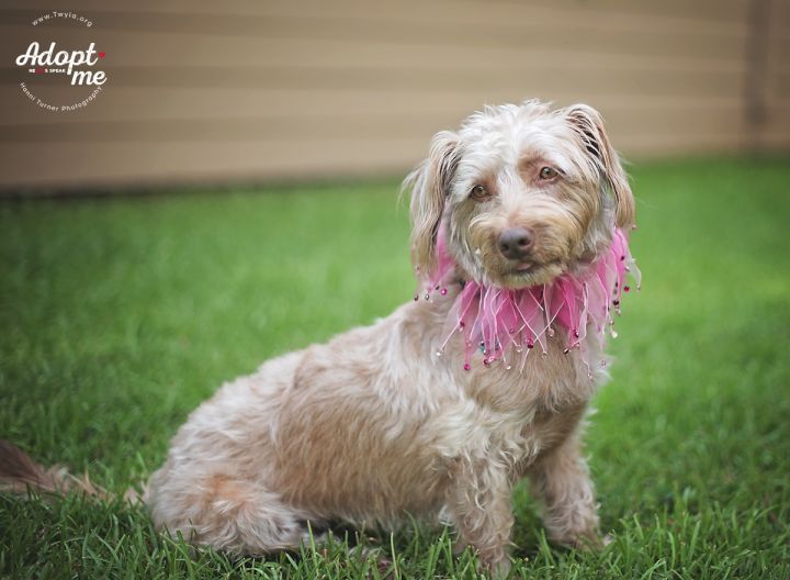 Sandee, an adopted Dandie Dinmont Terrier & Terrier Mix in Kingwood, TX_image-2