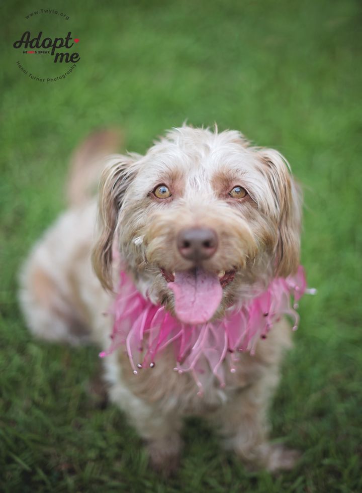 Sandee, an adopted Dandie Dinmont Terrier & Terrier Mix in Kingwood, TX_image-3