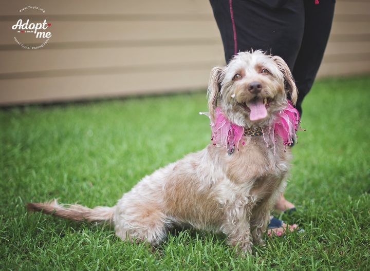 Sandee, an adopted Dandie Dinmont Terrier & Terrier Mix in Kingwood, TX_image-5
