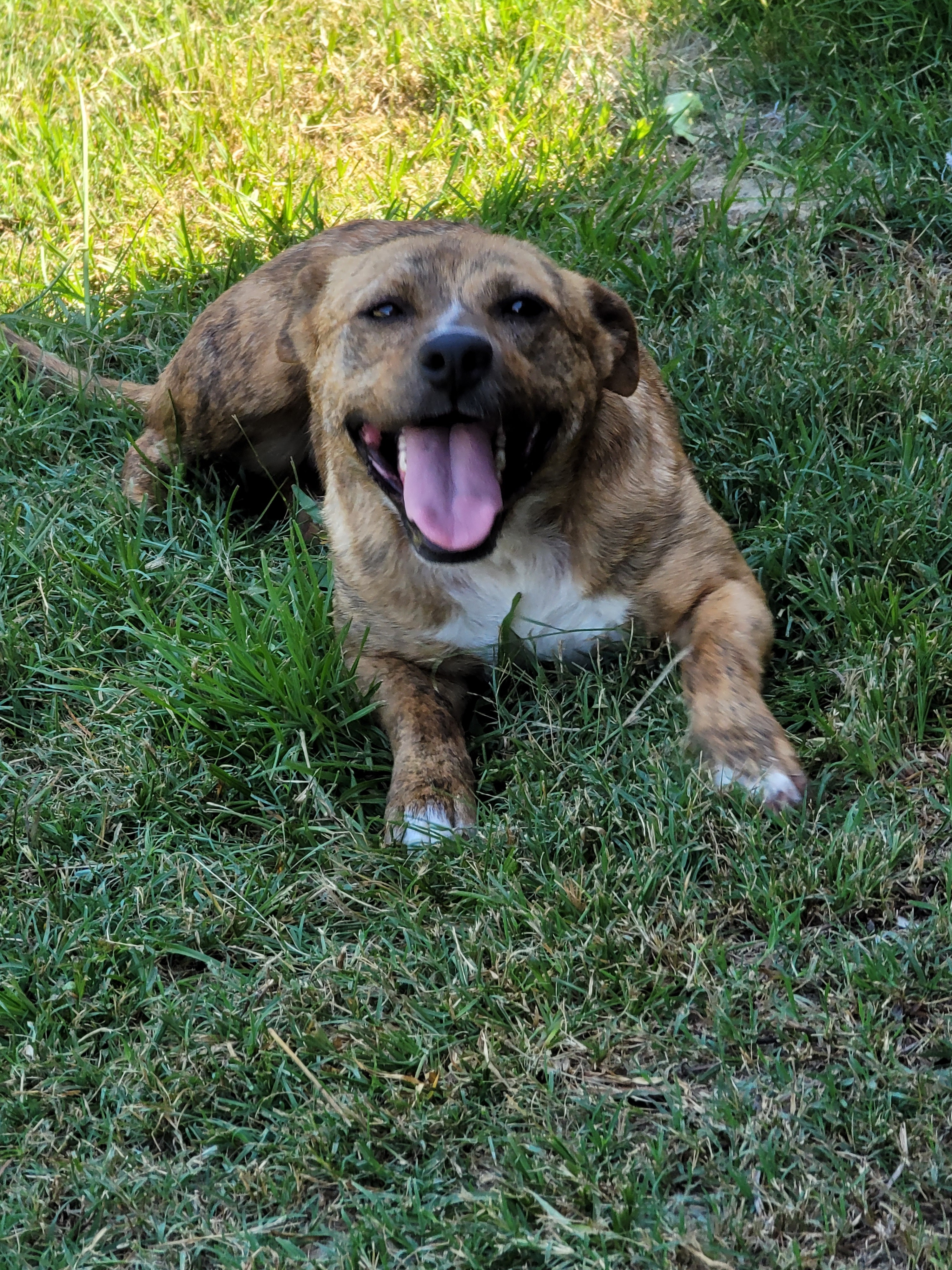 Jamaica, an adoptable Staffordshire Bull Terrier in Samson, AL, 36477 | Photo Image 6