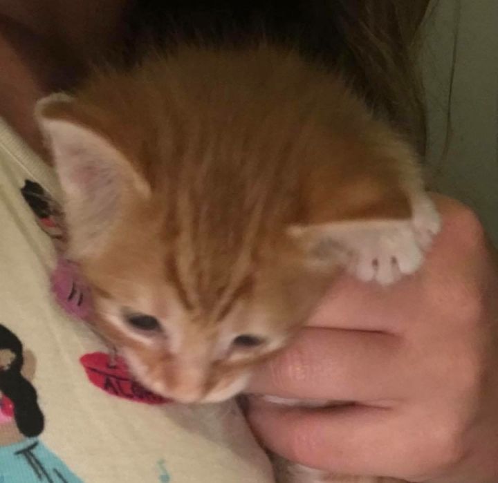 Kitten 1-courtesy listing only 2
