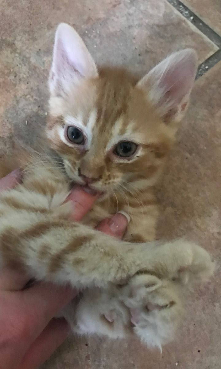 Kitten 1-courtesy listing only 1