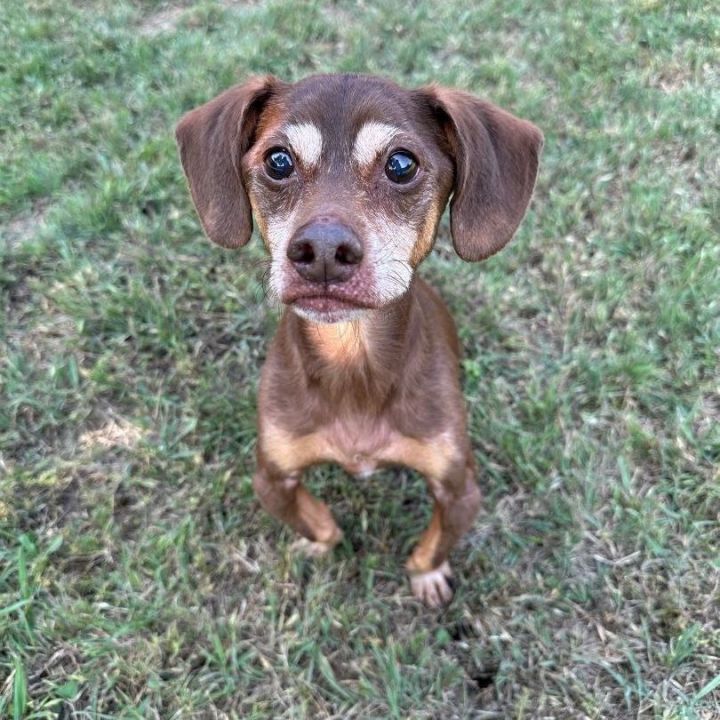 Buddy* A152011, an adopted Dachshund & Chihuahua Mix in Plano, TX_image-1
