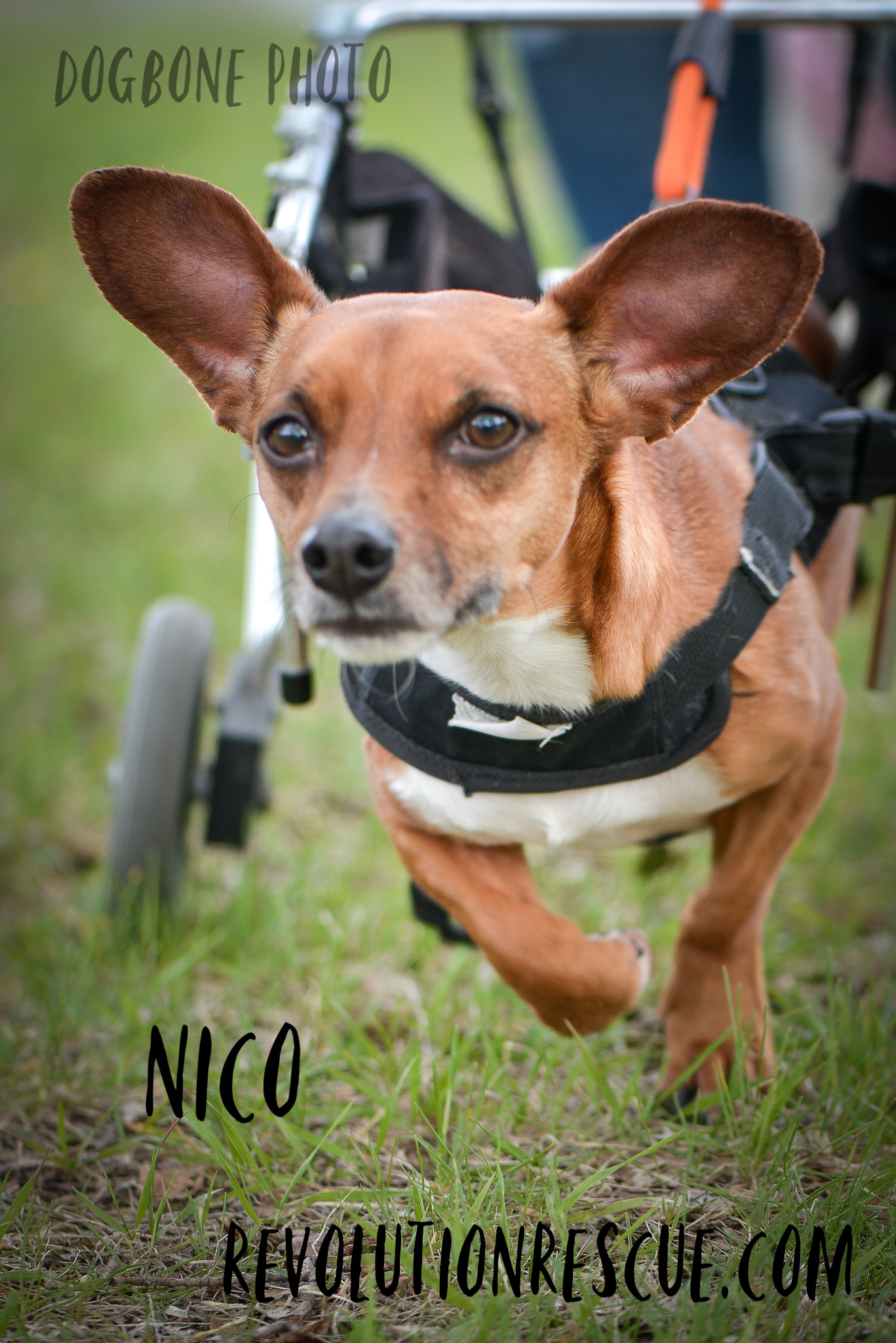 Nico, an adoptable Dachshund, Chihuahua in Lincoln, NE, 68516 | Photo Image 1