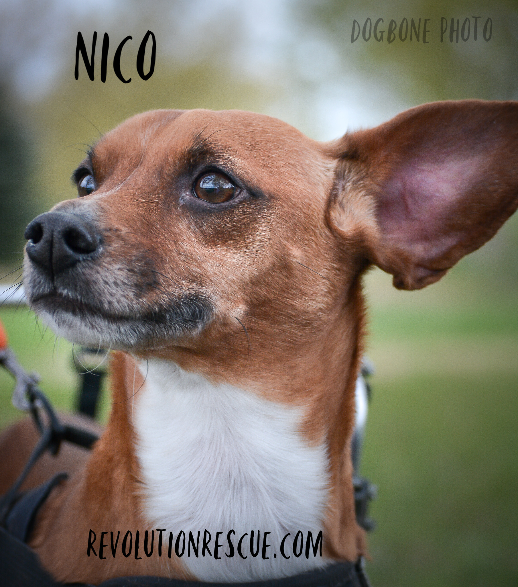 Nico, an adoptable Dachshund, Chihuahua in Lincoln, NE, 68516 | Photo Image 3