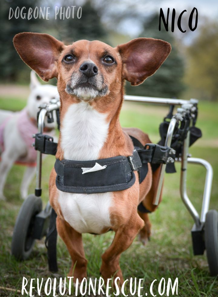 Dog for adoption - Nico, a Dachshund & Chihuahua Mix in Lincoln, NE