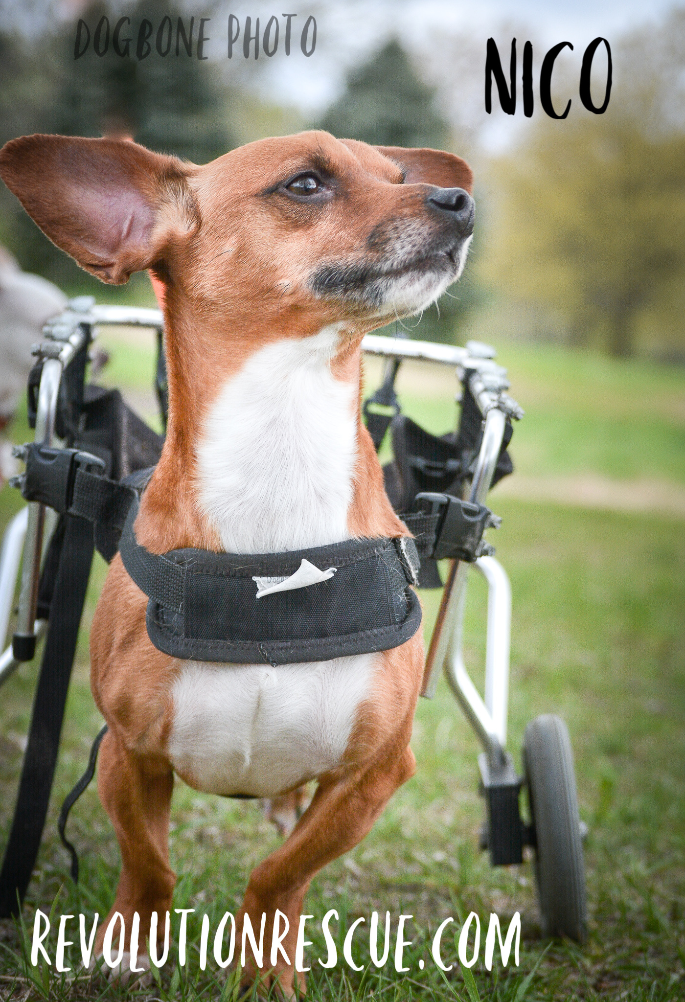 Nico, an adoptable Dachshund, Chihuahua in Lincoln, NE, 68516 | Photo Image 5