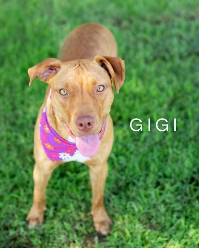 Gigi 1