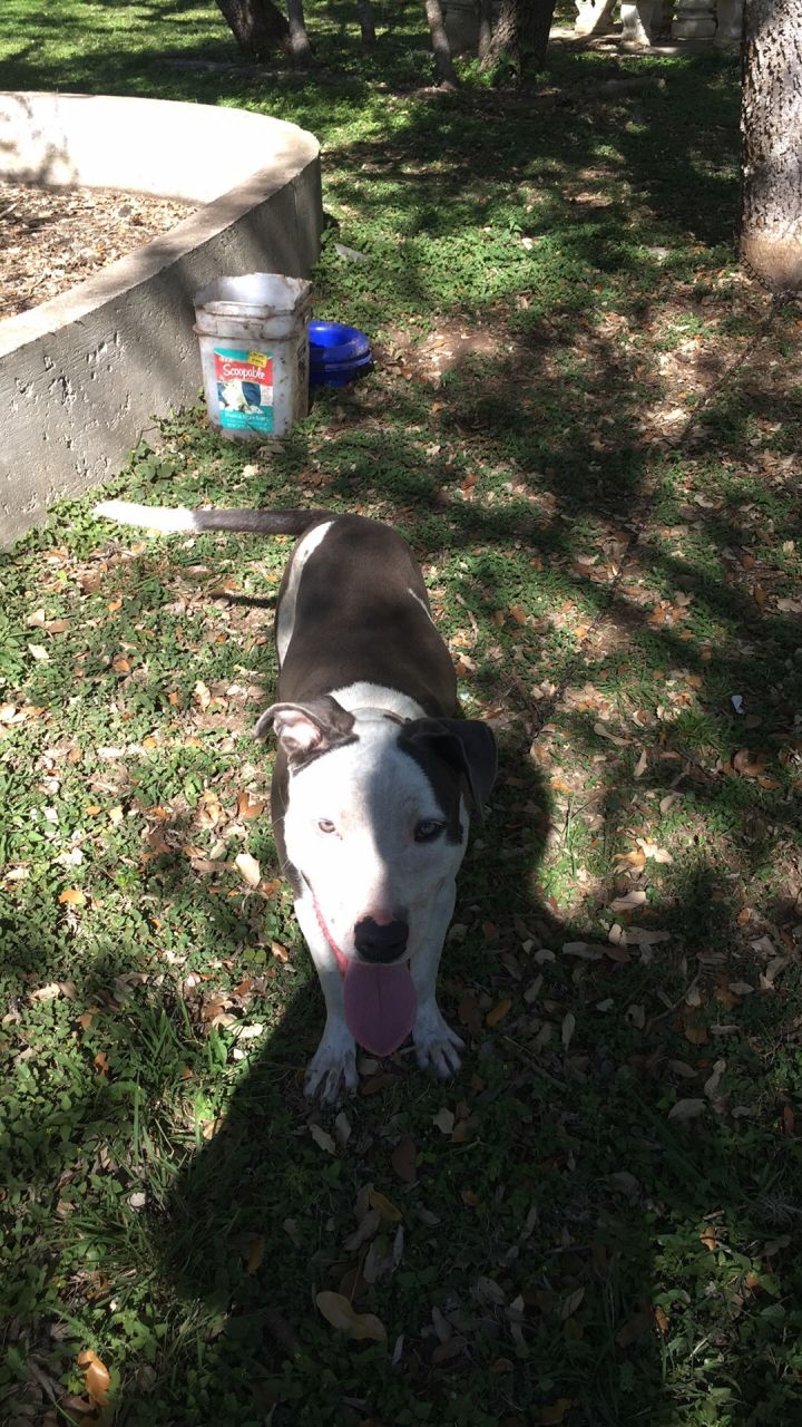 Olivia, an adoptable Pit Bull Terrier & Great Dane Mix in Beeville, TX_image-2