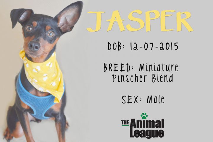 Jasper 4