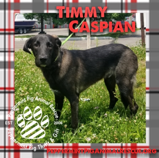 Timmy Caspian 2