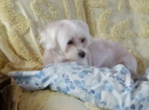 Dog For Adoption Zoey Grace Fl A Maltese In Gainesville Fl