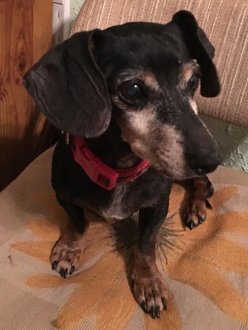 Dog for adoption - Nacho, a Dachshund in Austin, TX ...