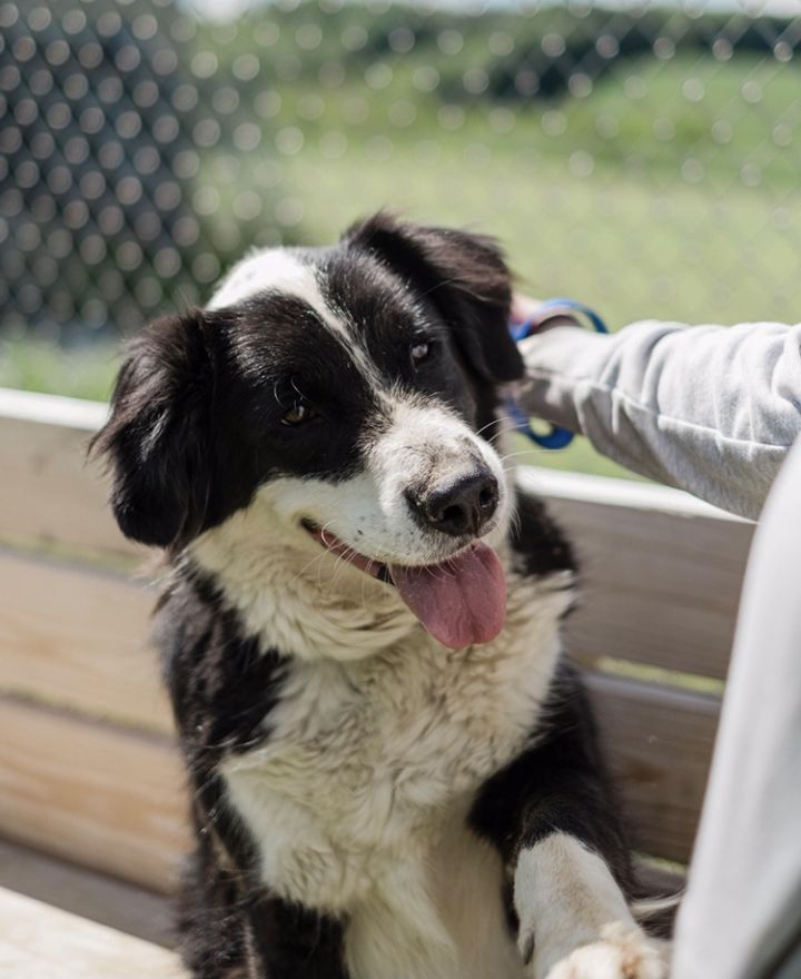 Dog for adoption Jethro, a Border Collie in Uniontown, PA Petfinder