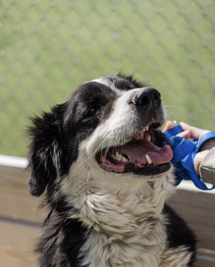 Jethro, an adoptable Border Collie in Uniontown, PA, 15401 | Photo Image 3